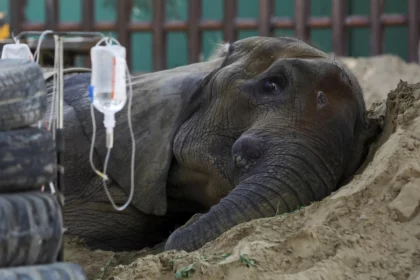 elephant-noor-jehans-cause-of-death-revealed-as-blood-parasite-disease-karachi-zoo-confirms
