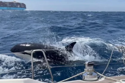 killer-whale-attack-in-spain-severe-damage-inflicted-on-boat