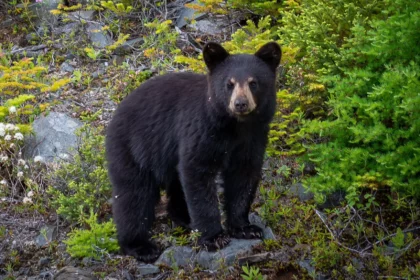 japanese-vending-machines-add-wild-bear-meat-to-menu