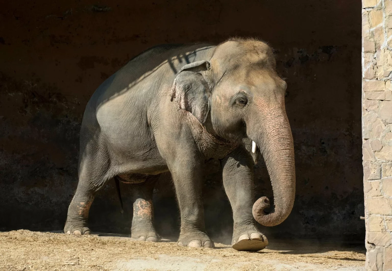 sri-lanka-pledges-two-elephants-to-pakistan-after-noor-jehans-death-in-karachi-zoo