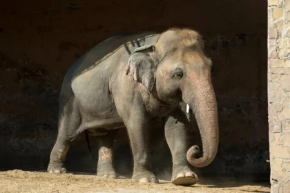 sri-lanka-pledges-two-elephants-to-pakistan-after-noor-jehans-death-in-karachi-zoo