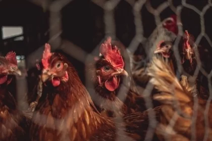 brazil-confirms-the-first-ever-avian-flu-cases-in-wild-birds
