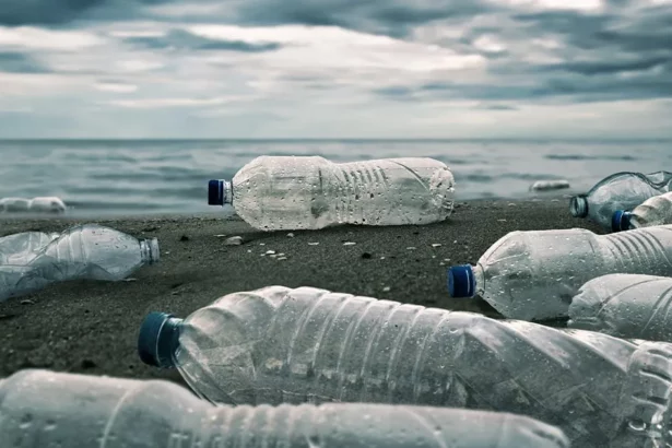 scientists-discover-plastic-eating-bacteria-in-china-salt-marshes