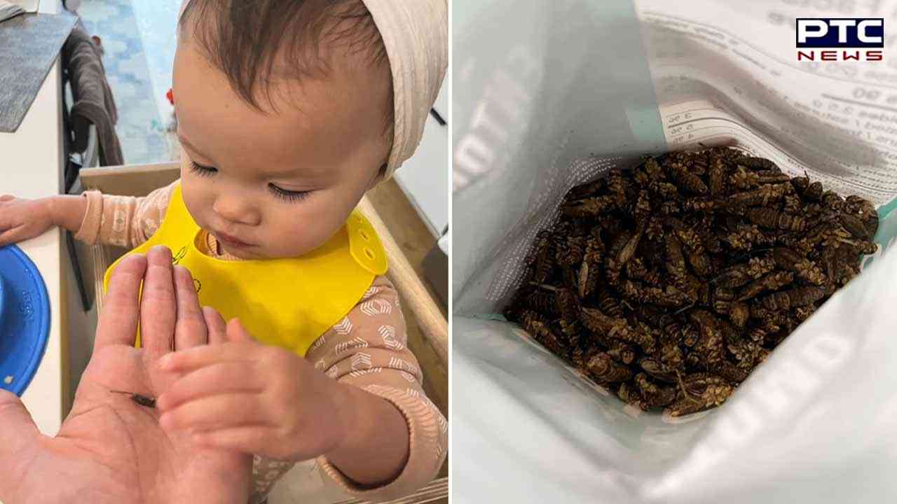 canadian-woman-feeds-crickets-to-her-baby-to-reduce-grocery-costs