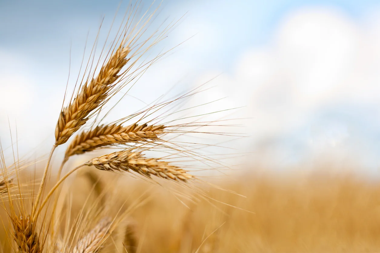 eu-denounces-bans-imposed-by-poland-and-hungary-on-ukraines-grain