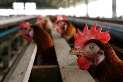 us-begins-testing-bird-flu-vaccines-for-poultry-after-record-outbreak