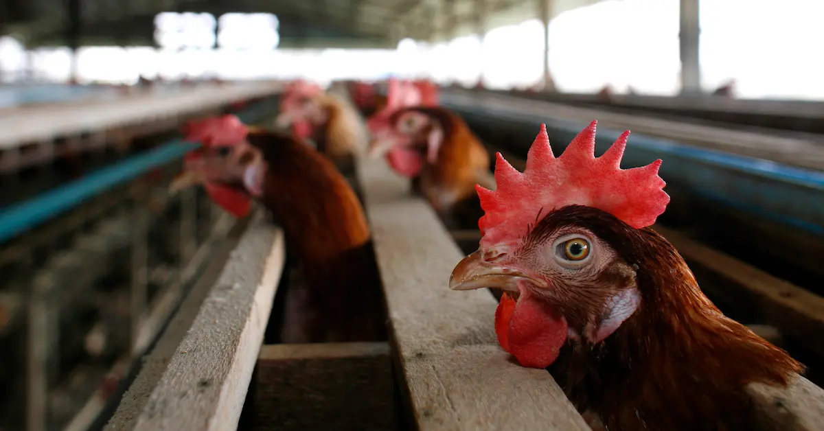 us-begins-testing-bird-flu-vaccines-for-poultry-after-record-outbreak