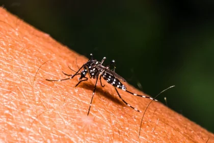 mosquito-borne-dengue-virus-cases-increase-across-florida-counties