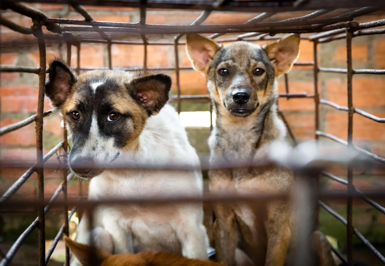 south-korea-seeks-to-ban-the-consumption-of-dog-meat-after-global-criticism