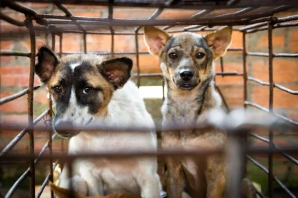 south-korea-seeks-to-ban-the-consumption-of-dog-meat-after-global-criticism