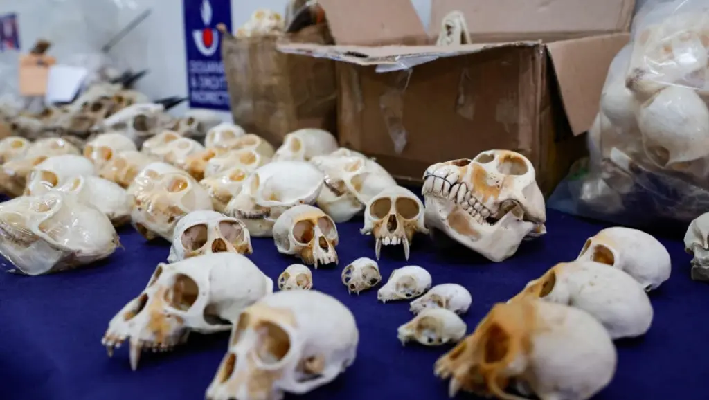 almost-400-monkey-skulls-seized-at-paris-airport-destined-for-us