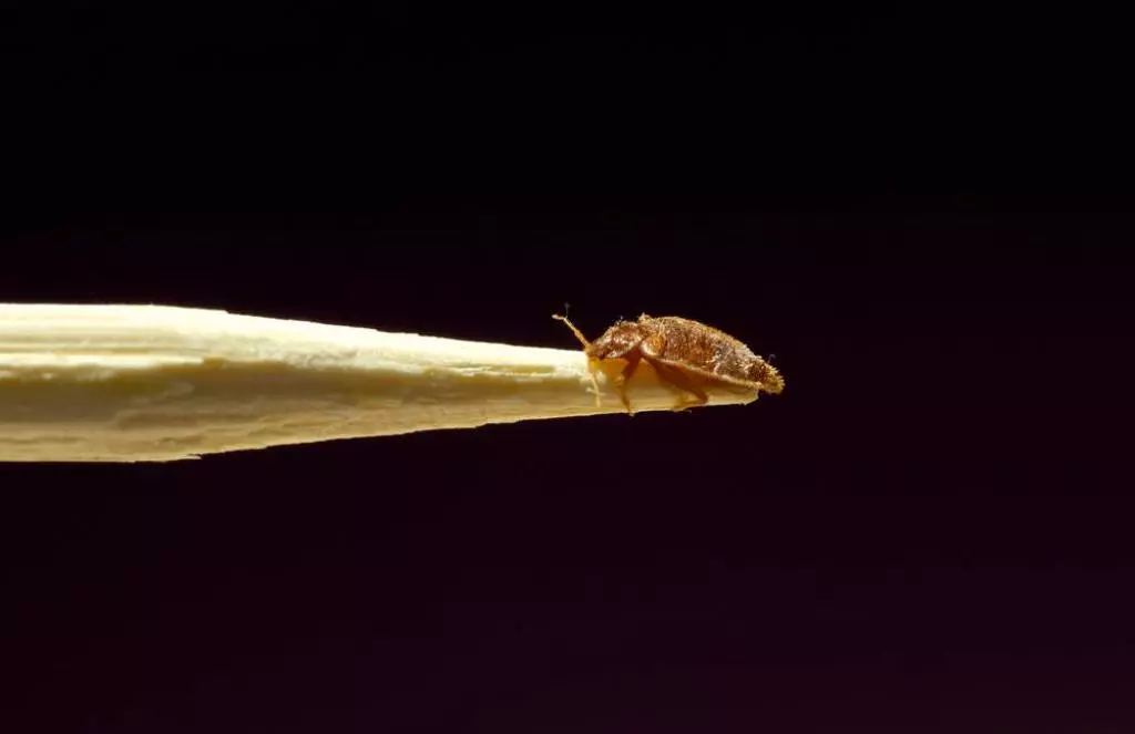 bedbugs-force-france-to-shut-seven-schools-in-the-country-education-minister