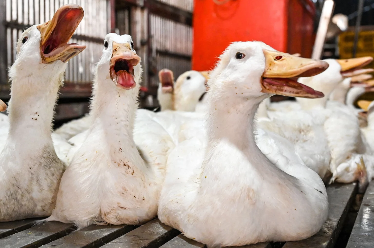 france-to-vaccinate-millions-of-ducks-against-bird-flu-amid-trade-backlash-concerns