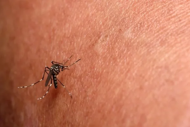 us-approves-the-worlds-first-vaccine-against-chikungunya-virus