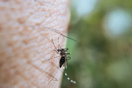 dengue-cases-to-spike-in-us-and-europe-following-global-temperatures-rises-who-scientist