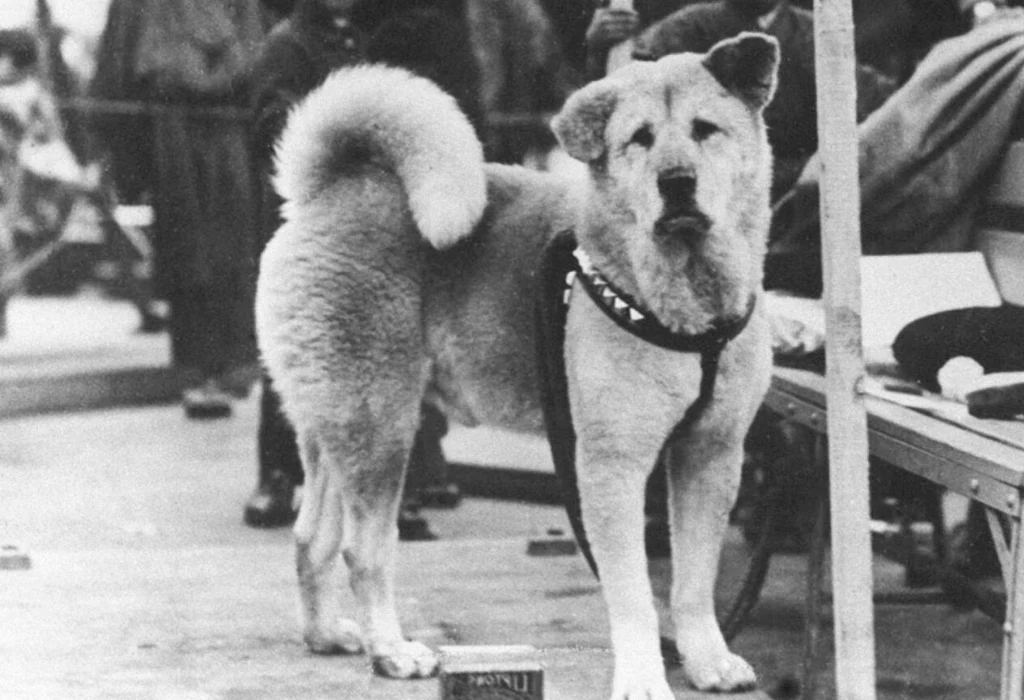 hachiko-japans-loyal-and-faithful-dog-turns-100