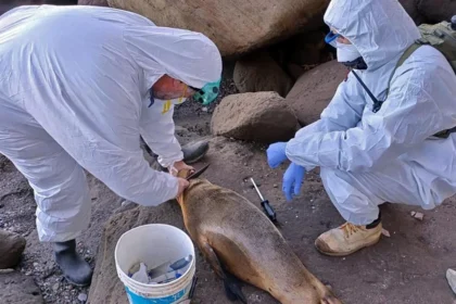 bird-flu-kills-thousands-of-seals-and-sea-lions