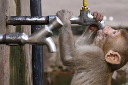 32-monkeys-in-heatwave-hit-india-drown-in-well-in-search-of-water