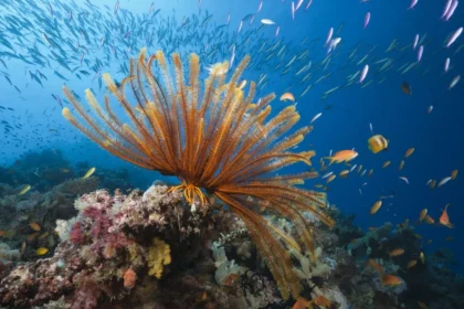 australia-must-take-action-to-protect-the-great-barrier-reef-unesco