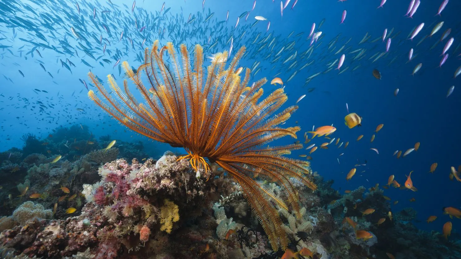 australia-must-take-action-to-protect-the-great-barrier-reef-unesco