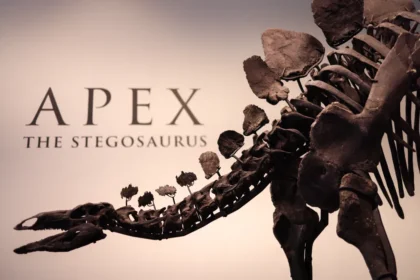 largest-stegosaurus-skeleton-expect-to-fetch-millions-of-dollars-at-auction