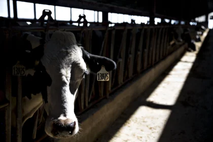 us-reports-fourth-human-case-of-bird-flu-linked-to-virus-in-cows