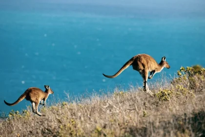 australia-investigates-illegal-killing-of-more-than-50-kangaroos
