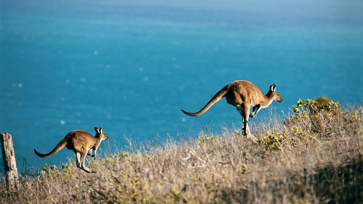 australia-investigates-illegal-killing-of-more-than-50-kangaroos